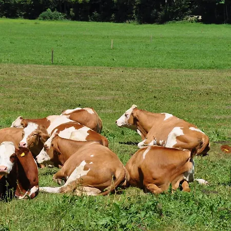 Dichtlbauer Sankt Gilgen
