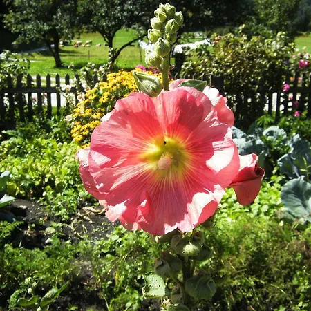 Dichtlbauer Appartement Sankt Gilgen