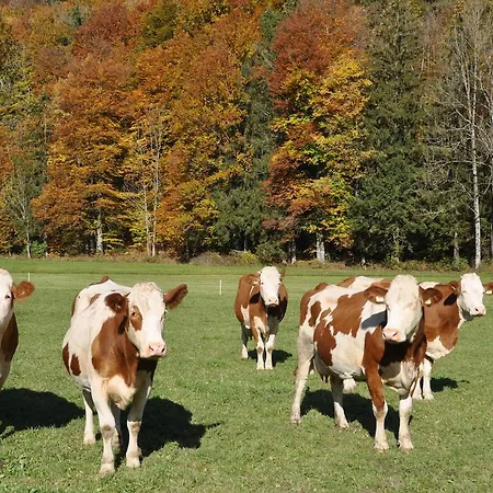 Dichtlbauer * Sankt Gilgen