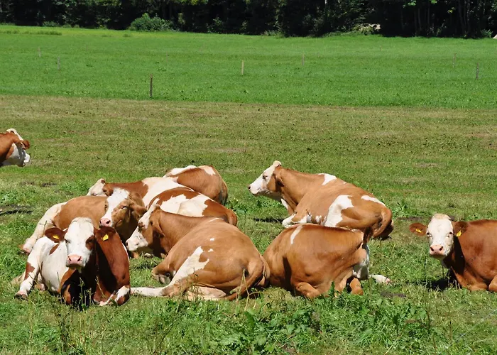 Dichtlbauer Санкт Гильген