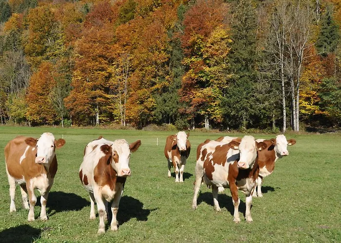 Dichtlbauer * Санкт Гильген